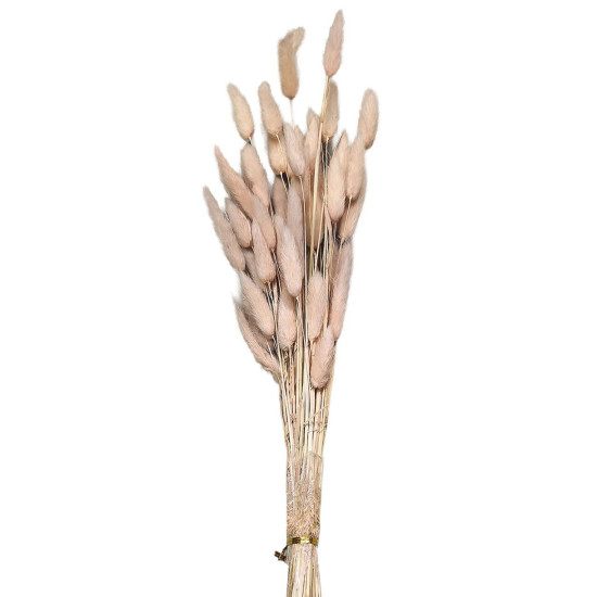 Μπουκέτο Αποξηραμένα Bunny Tails 25 Κλαδιά ροζ 60cm Homie 423129